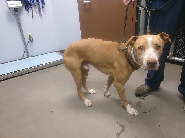 A senior large-sized male Pit Bull Terrier dog named Marty for adoption in Phoenix, AZ