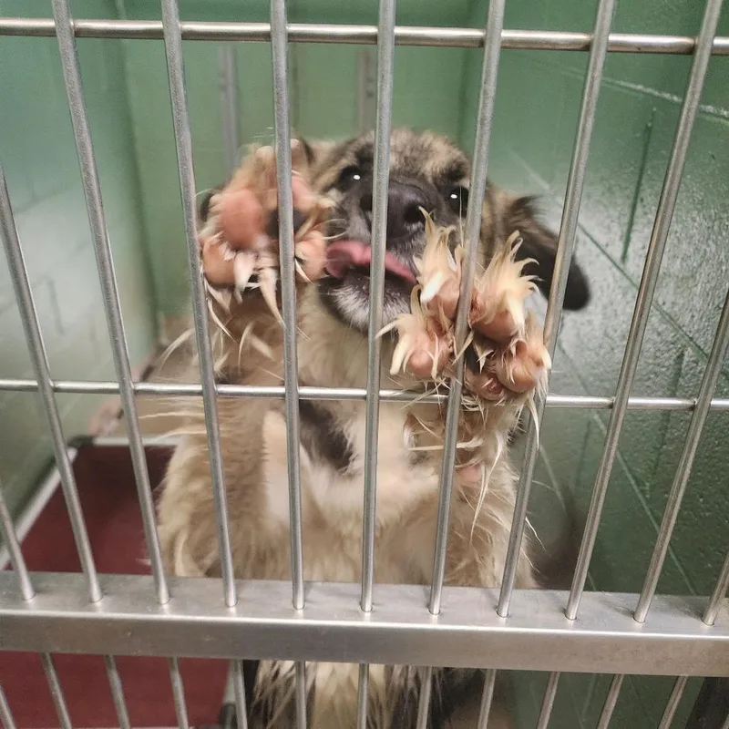 A young medium-sized male Black Shepherd dog named General for adoption in LaGrange, GA