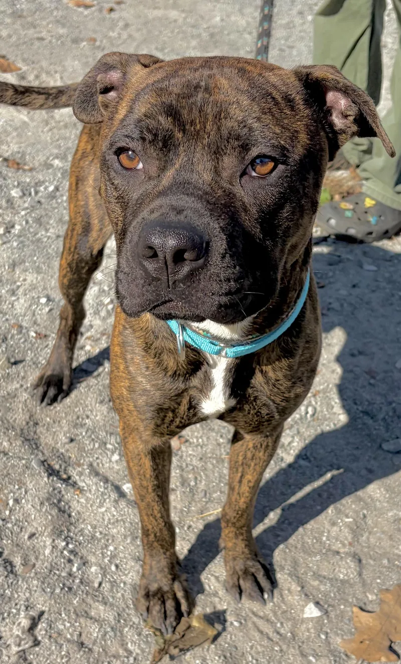 A young medium-sized male Brindle Mixed Breed dog named Toasty for adoption in McKeesport, PA