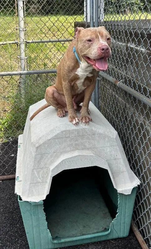 An adult large-sized male Yellow / Tan / Blond / Fawn Mixed Breed dog named Woodstock for adoption in Cincinnati, OH