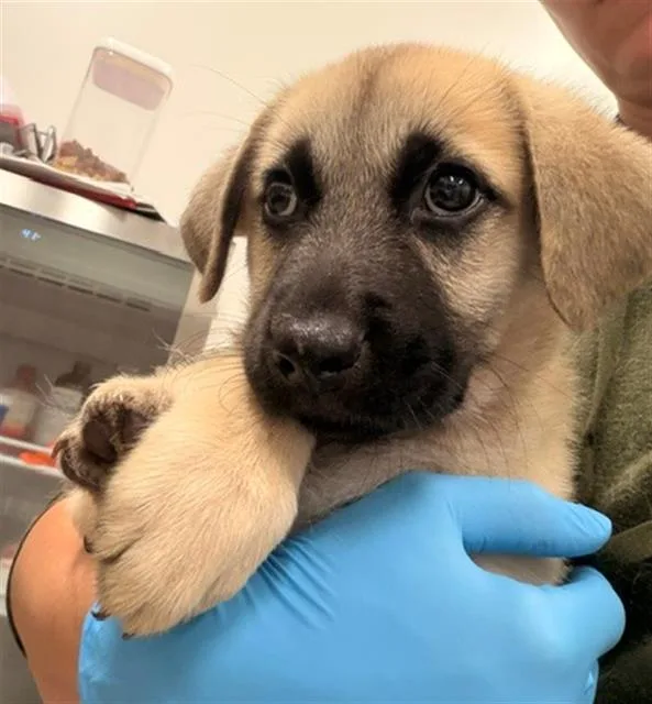 A baby small-sized female Anatolian Shepherd dog named Sabine for adoption in Baytown, TX