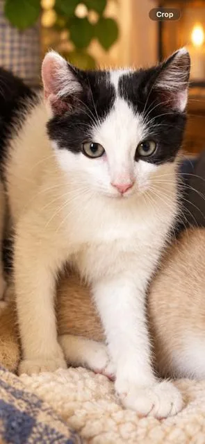 A baby small-sized female Black & White / Tuxedo Domestic Short Hair cat named Winter for adoption in Sistersville, WV