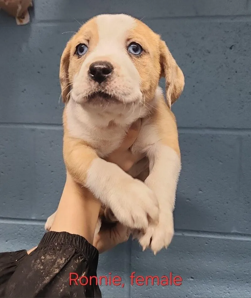 A young large-sized female American Bully dog named Nyla "Ronnie" for adoption in Evansville, IN