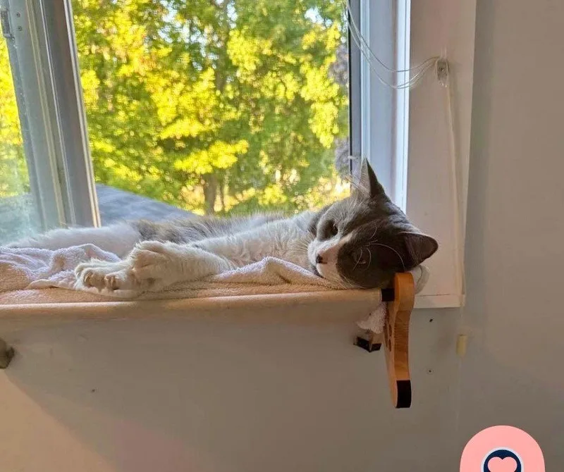 An adult medium-sized male Gray & White Domestic Short Hair cat named Moonlite for adoption in Walled Lake, MI