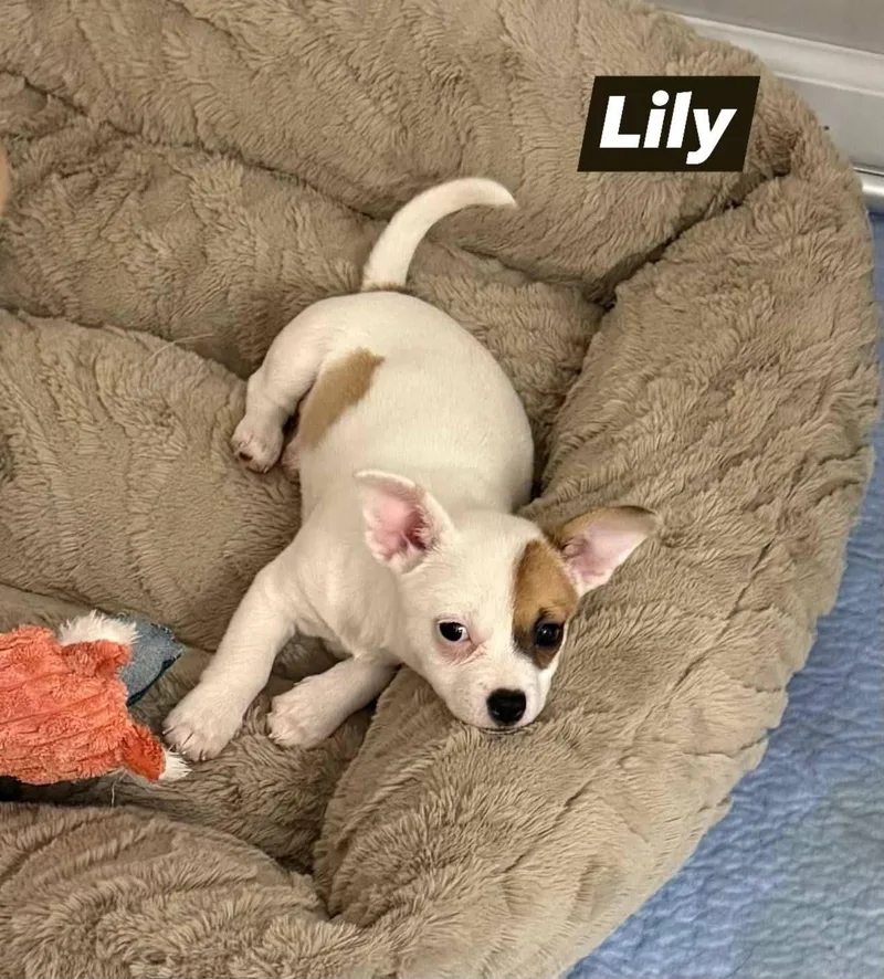 A baby small-sized female White / Cream Chihuahua dog named Lily for adoption in Lexington, KY