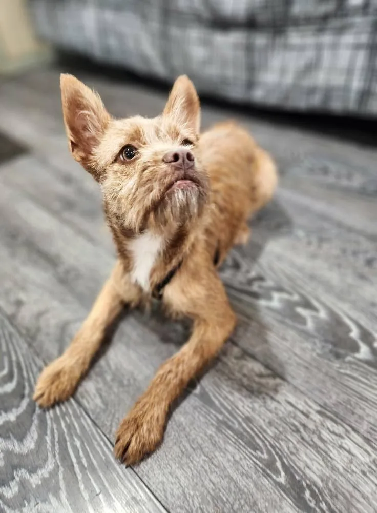 An adult small-sized female Border Terrier dog named Bambi for adoption in West Richland, WA