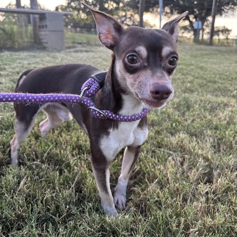 An adult small-sized male Chihuahua dog named Jacks for adoption in Floresville, TX