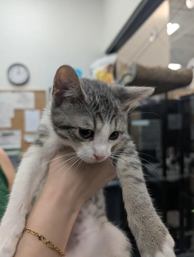 A baby medium-sized female Gray & White Domestic Short Hair cat named Star Rain for adoption in Trenton, NJ
