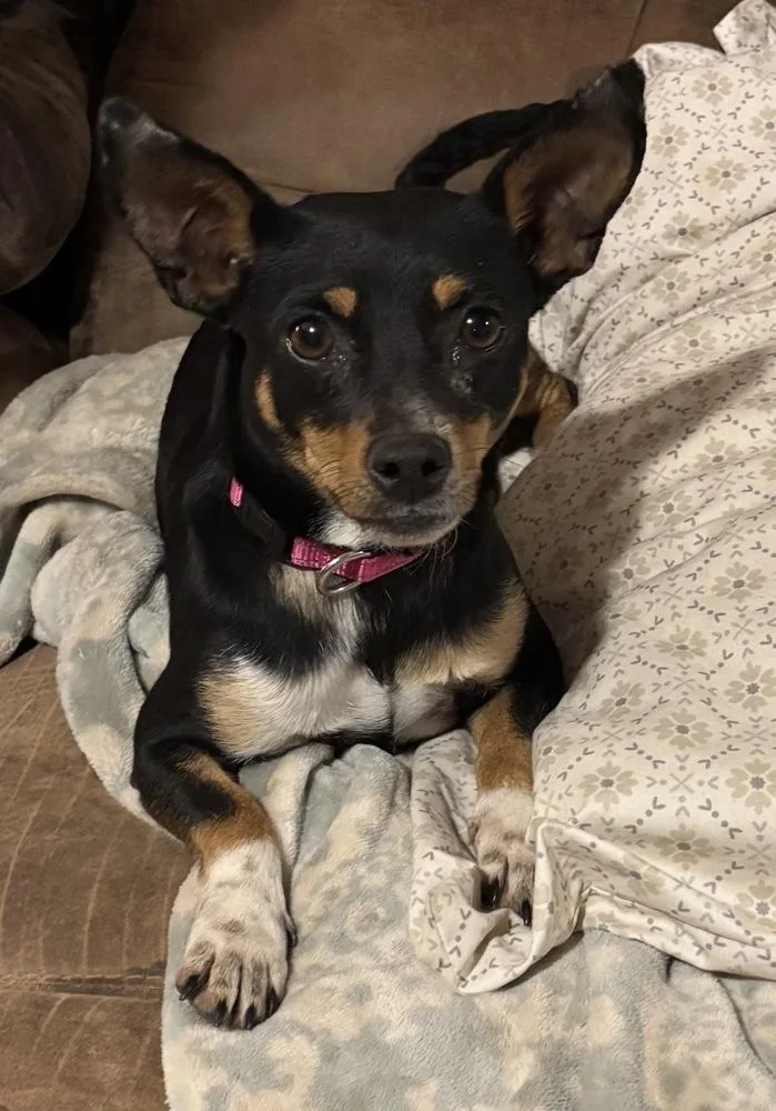 A young small-sized female Tricolor (Brown, Black, & White) Rat Terrier dog named Ursa for adoption in Brookshire, TX