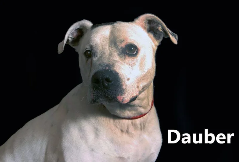 A senior medium-sized male White / Cream Pit Bull Terrier dog named Dauber for adoption in Mount Vernon, OH