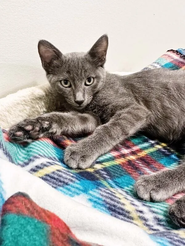 A baby small-sized male Gray / Blue / Silver Domestic Short Hair cat named Luca for adoption in Belton, MO