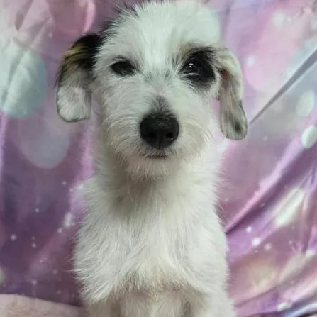 A baby small-sized male White / Cream Terrier dog named Pom Pom for adoption in Fort Collins, CO