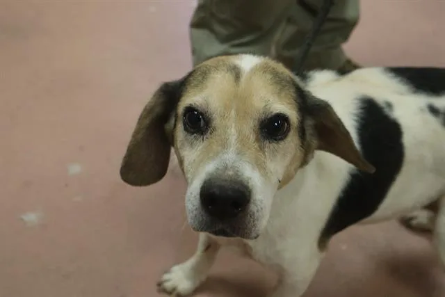 An adult medium-sized female Mixed Breed dog named Deja for adoption in Columbia, SC