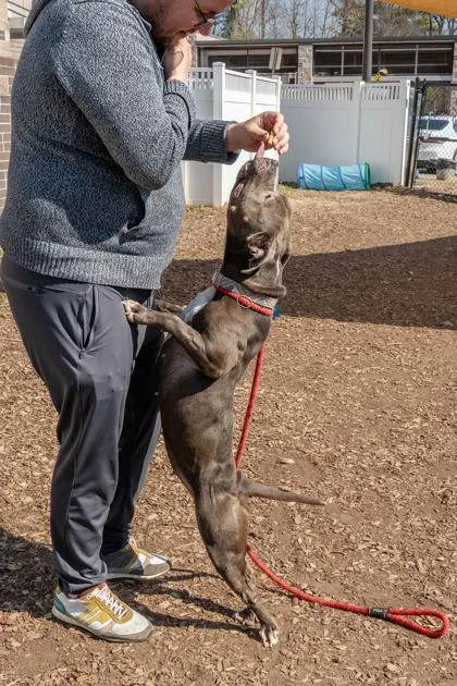 An adult medium-sized female Mixed Breed dog named Breve for adoption in Chamblee, GA