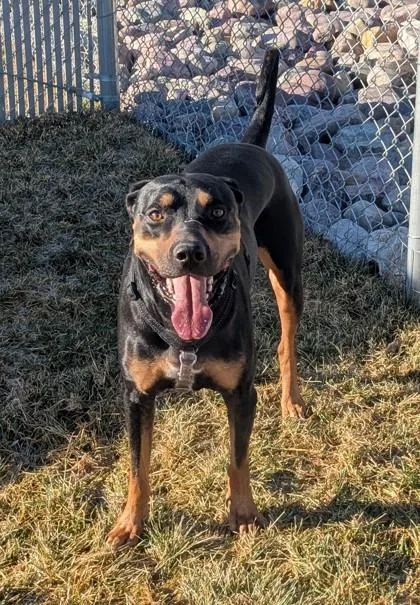 An adult large-sized male Mixed Breed dog named Apollo for adoption in Missoula, MT