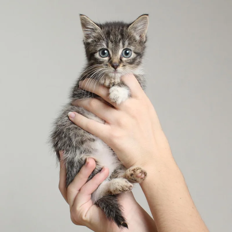 A baby small-sized female Brown / Chocolate Domestic Short Hair cat named Silver C for adoption in Minnetonka, MN