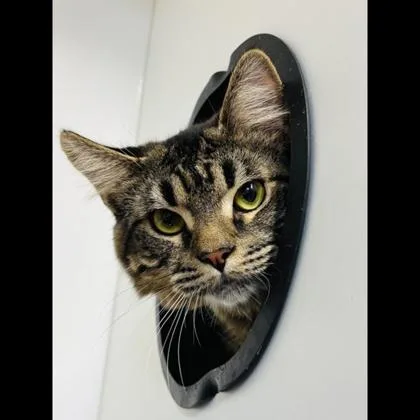 An adult medium-sized male Domestic Short Hair cat named Pop for adoption in Fairfax, VA