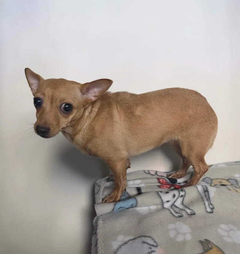 An adult small-sized female Yellow / Tan / Blond / Fawn Chihuahua dog named Onyx for adoption in Dallas, GA