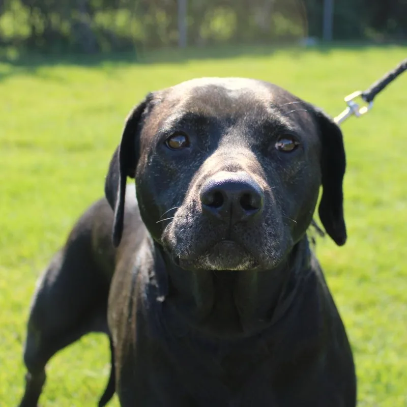 An adult large-sized female Black Labrador Retriever dog named Rose for adoption in Champaign, IL