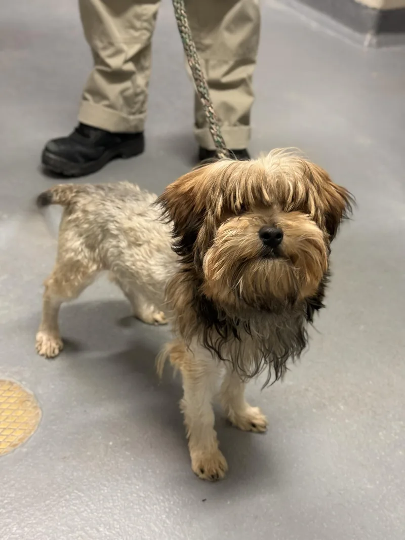 A young small-sized male Yorkshire Terrier dog named Aslan for adoption in Ashland, VA