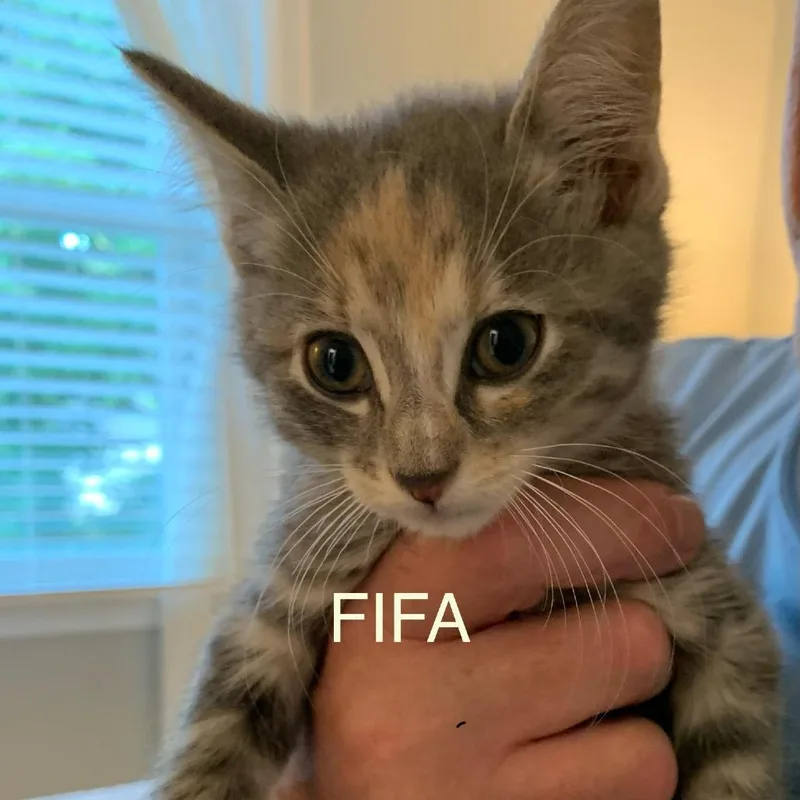 Fifa
