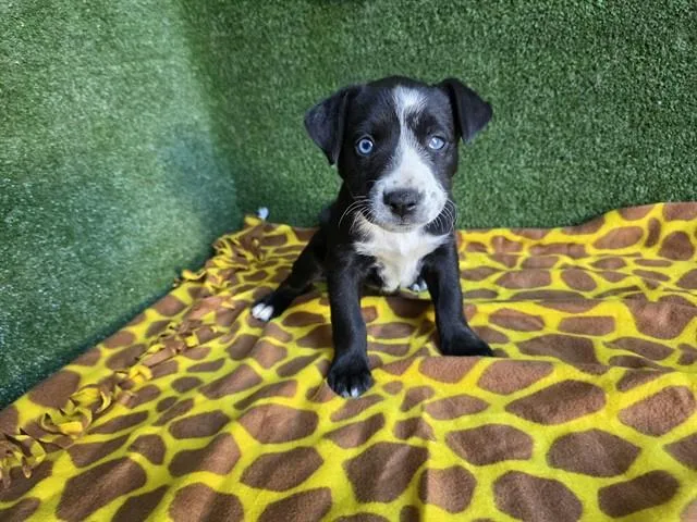 A baby small-sized female Husky dog named A for adoption in Lancaster, CA
