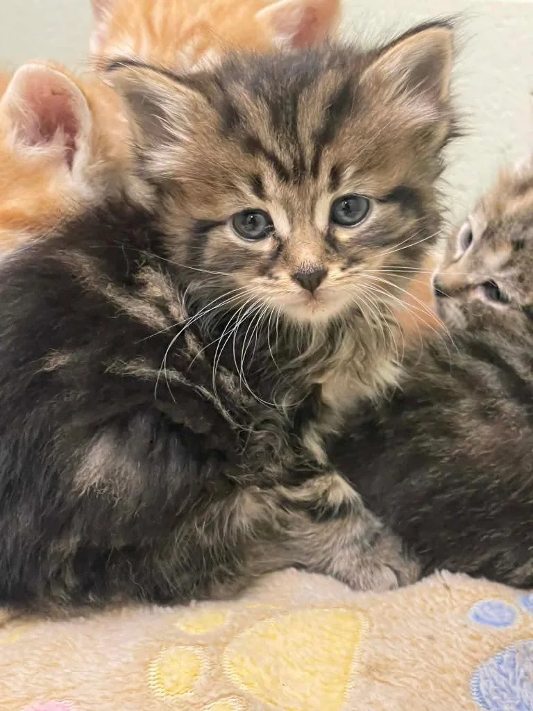 A baby medium-sized female Domestic Short Hair cat named She'Ra for adoption in Hamilton, OH