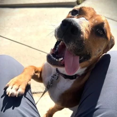 Jazzy Kia thumbnail 2