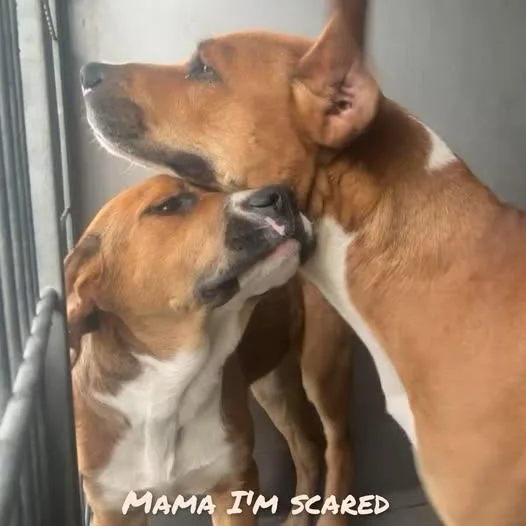 Jazzy Kia thumbnail 3