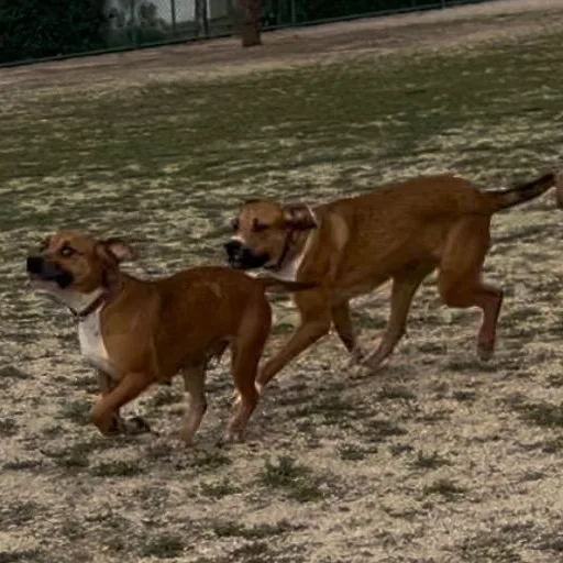 Jazzy Kia thumbnail 4