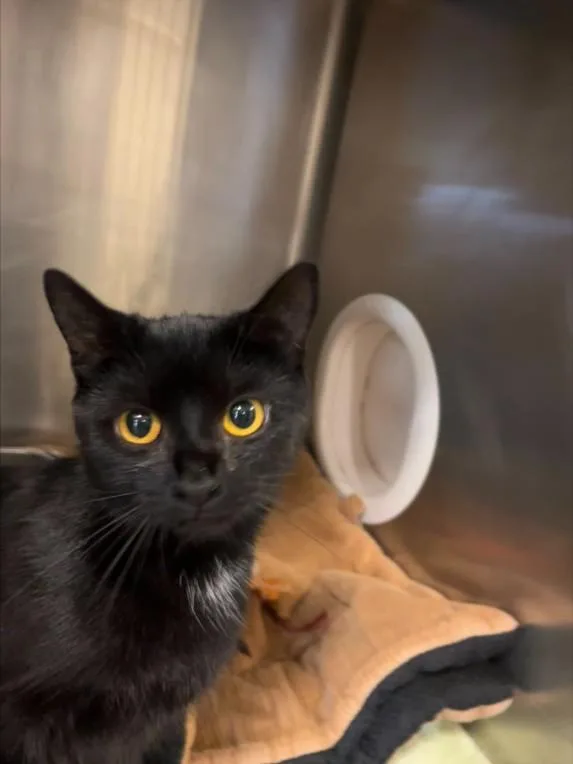 A young medium-sized female Domestic Short Hair cat named Majesty for adoption in Hagerstown, MD