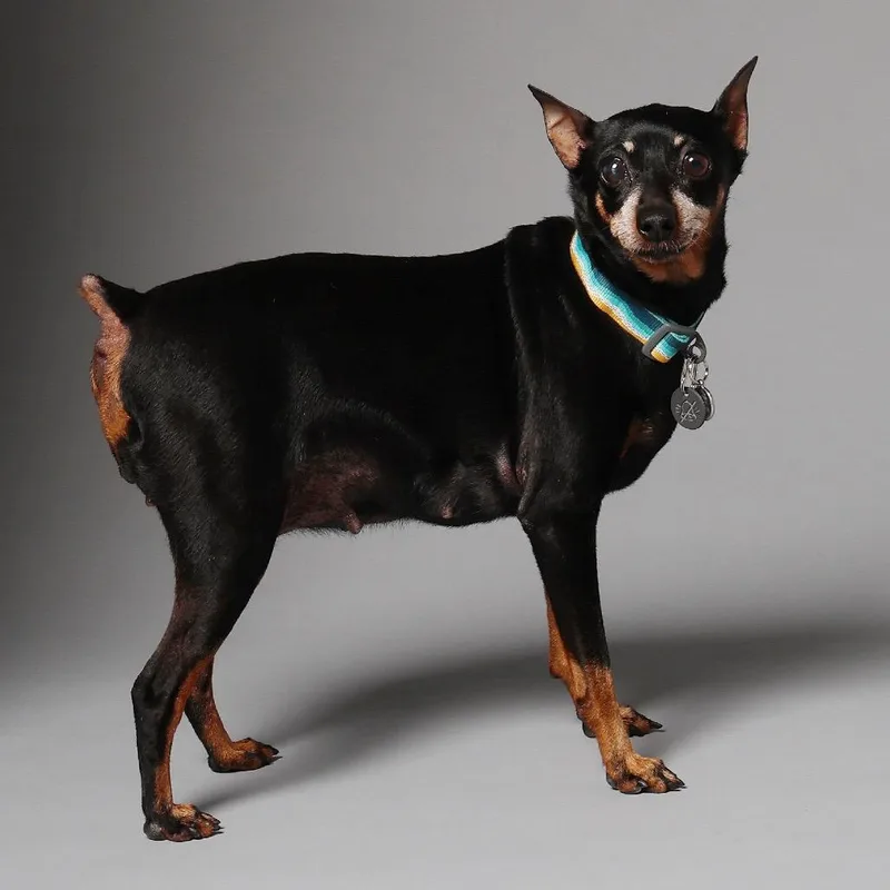 A senior small-sized female Black Miniature Pinscher dog named Zoey for adoption in Cedar Park, TX