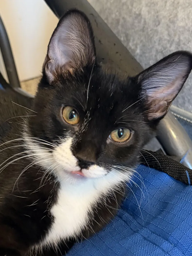 A baby medium-sized female Black Domestic Short Hair cat named Yuki for adoption in Midvale, UT