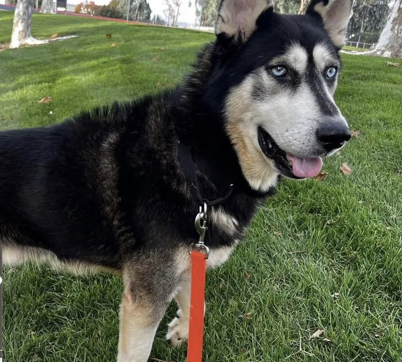 A senior medium-sized male Siberian Husky dog named Blue for adoption in Walnut Creek, CA