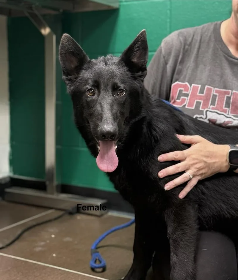 A baby medium-sized female German Shepherd Dog dog named Hope for adoption in Blue Springs, MO