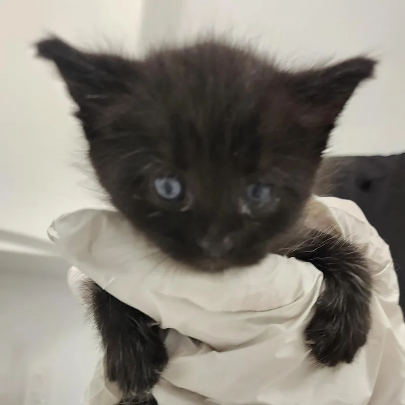 A baby small-sized female Domestic Short Hair cat named Truffles for adoption in Middletown, NY