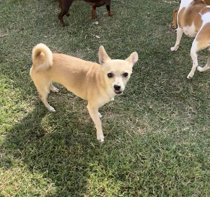 A young small-sized female Apricot / Beige Chihuahua dog named Hannah for adoption in Chickasha, OK