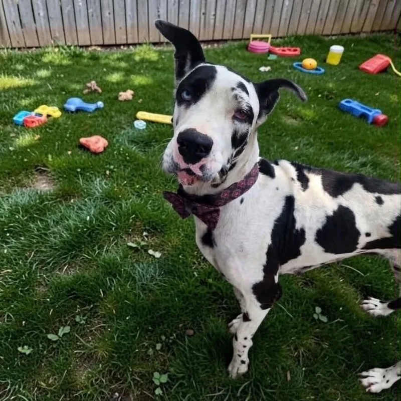 A young extra large-sized female Harlequin Great Dane dog named Mattie for adoption in Tehachapi, CA