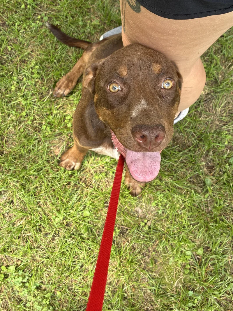 A young medium-sized female Pit Bull Terrier dog named Della for adoption in Welling, OK