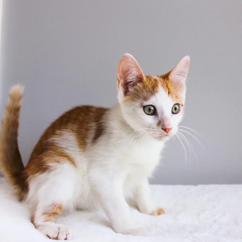 A baby medium-sized male Orange & White Domestic Short Hair cat named Minion for adoption in Wayne, NJ