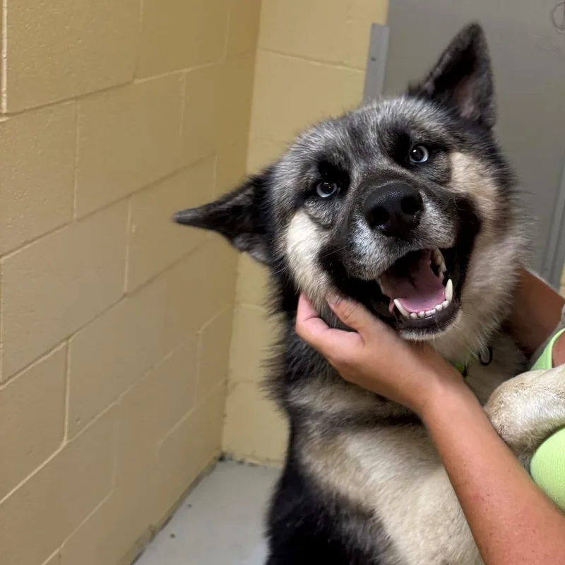 An adult large-sized male Husky dog named Aspen for adoption in Falmouth, KY