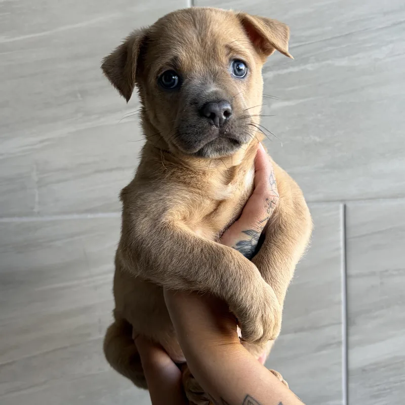 A baby medium-sized female Mixed Breed dog named New Balance for adoption in Henderson, NV
