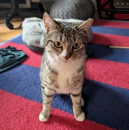 Fury Preston thumbnail 2