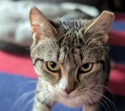 Fury Preston thumbnail 3