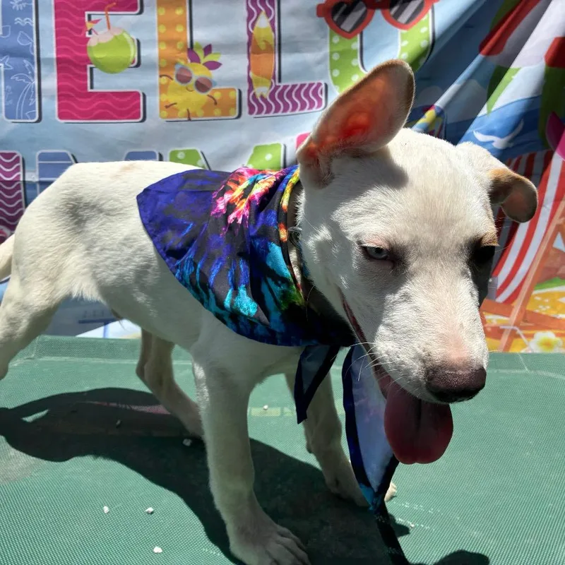 A baby medium-sized male White / Cream American Staffordshire Terrier dog named Casper for adoption in Aledo, TX