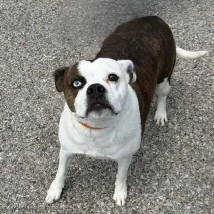 An adult medium-sized female Brindle Boston Terrier dog named Macie for adoption in Erie, PA