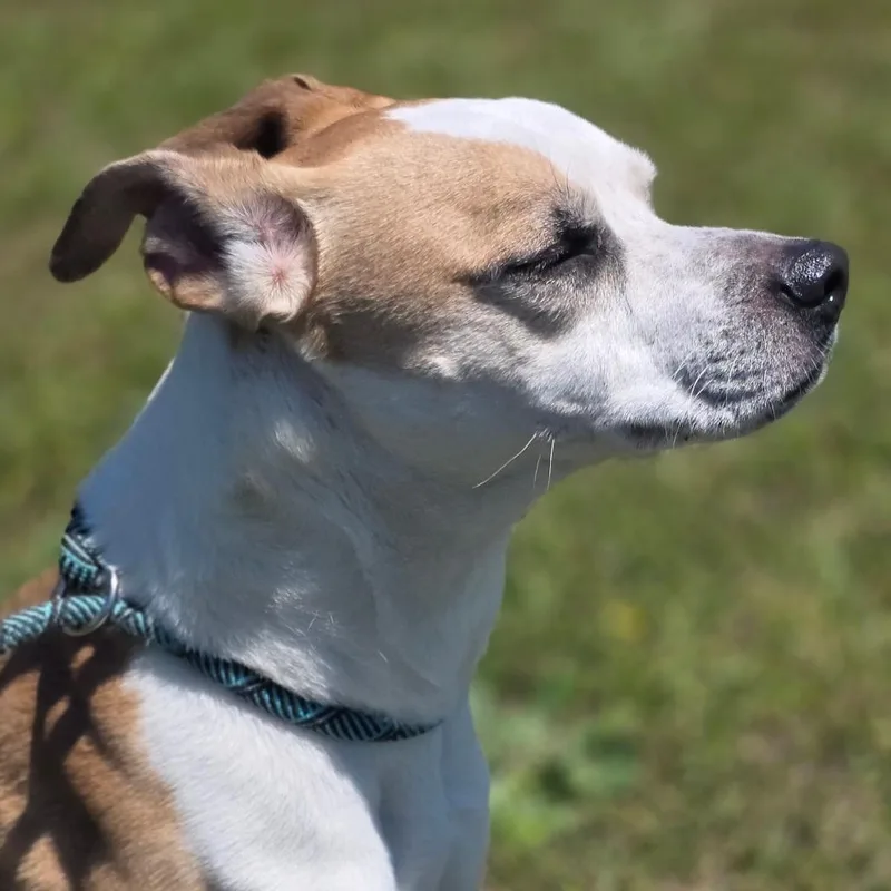 An adult medium-sized female White / Cream American Staffordshire Terrier dog named Star for adoption in Huntsville, AL