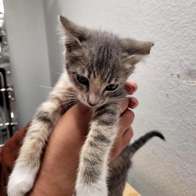 A baby small-sized female Domestic Short Hair cat named Mist for adoption in Allyn, WA