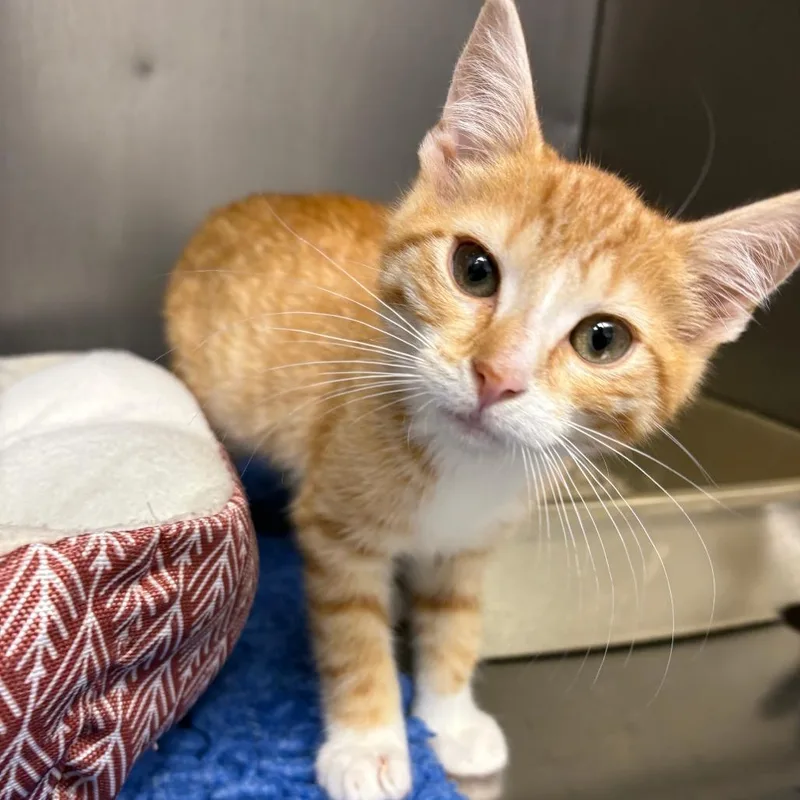 A baby small-sized male Orange / Red Domestic Short Hair cat named Lenny for adoption in North Branford, CT