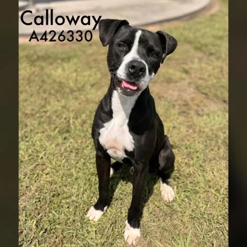 A young large-sized male Pit Bull Terrier dog named Calloway for adoption in Conroe, TX